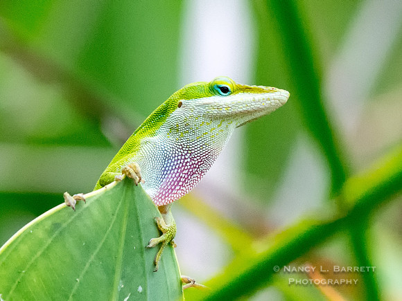 Carolina Anole