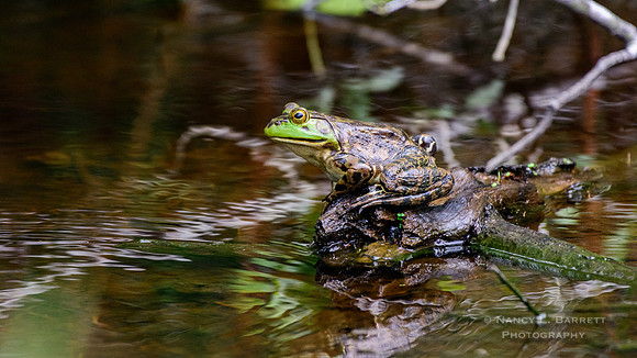 Bull Frog at Halstead Bayou