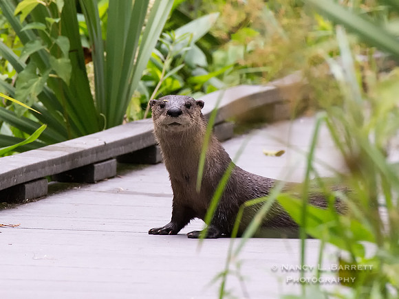 North American River Otter