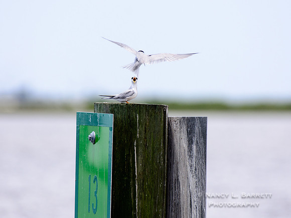 Common Terns