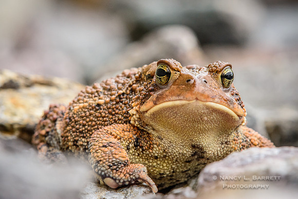American Toad