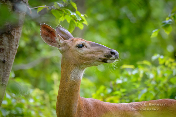 White-tailed Deer