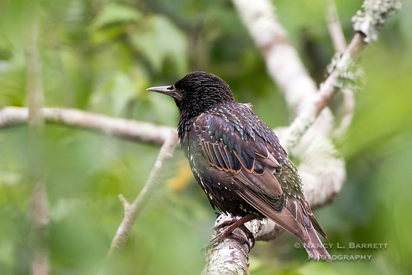 European Starling