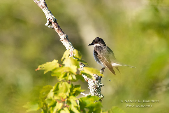 Eastern Kingbird