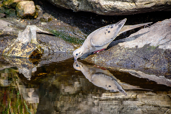 Mourning Dove