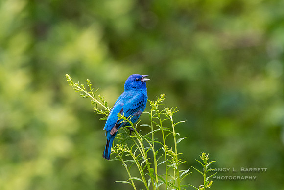 Indigo Bunting