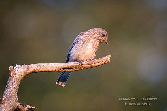 Juvenile Eastern Bluebird 29
