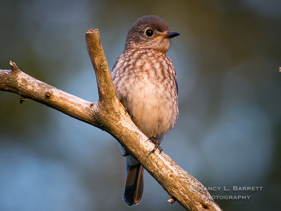 Juvenile Eastern Bluebird 30