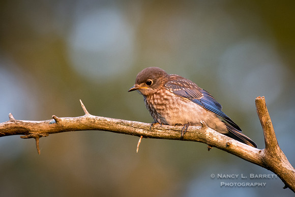 Juvenile Eastern Bluebird 31