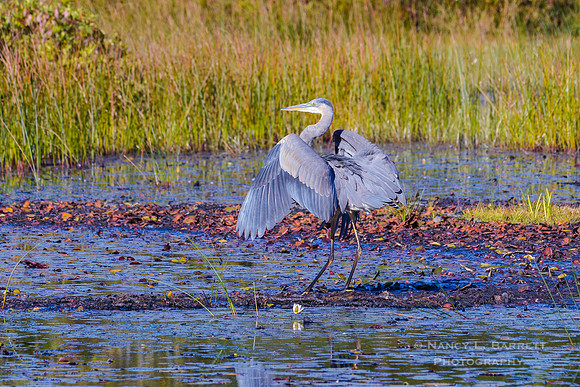Great Blue Heron