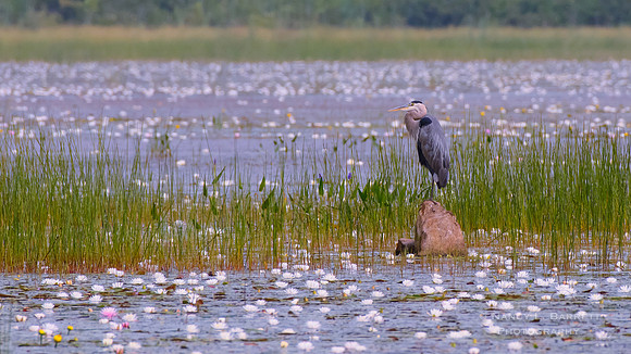 Great Blue at Middle Reservoir