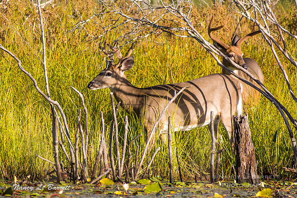 White-tailed Deer-9