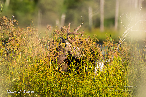 White-tailed Deer-17