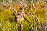 Deer Sept 2 2017