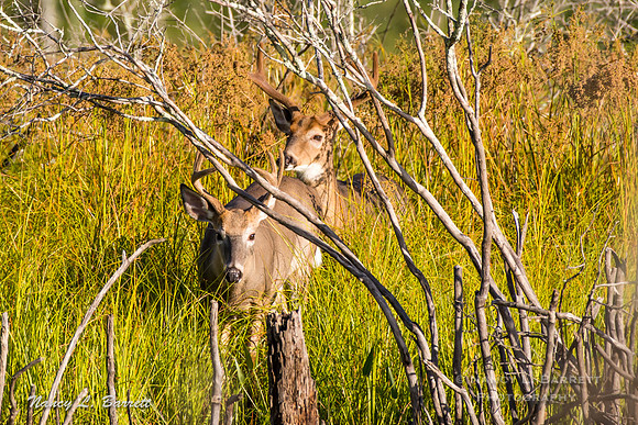 White-tailed Deer-6