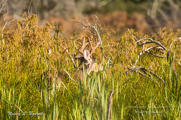 White-tailed Deer-14
