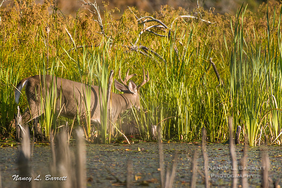 White-tailed Deer-13