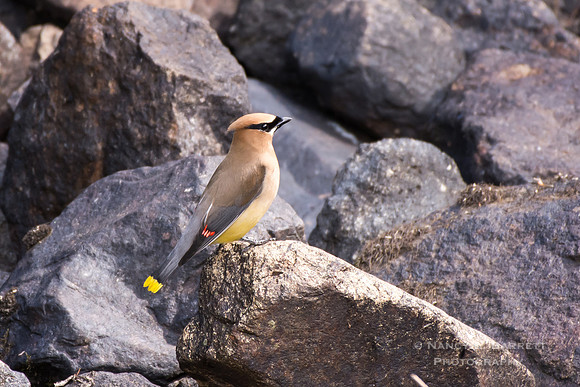 Cedar Waxwing at Warsaw Pond