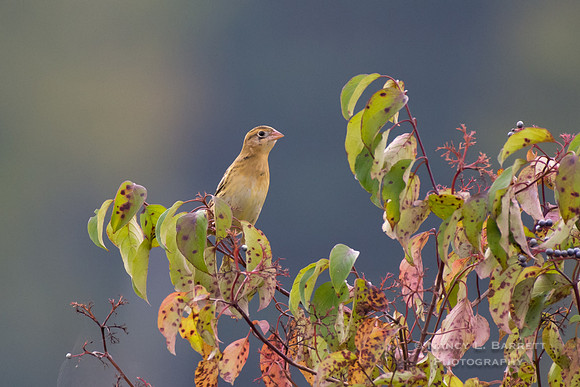 Bobolink at Bafflin Sanctuary