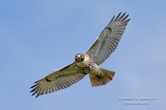 Red-tailed Hawk