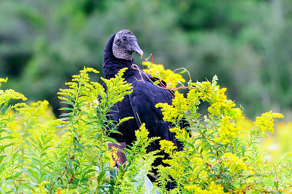 Black Vulture at Duck Marsh Preserve