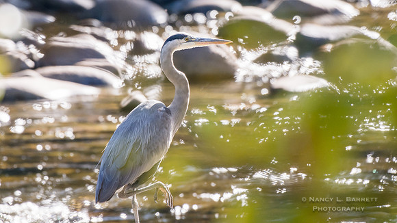 Great Blue Heron at AuSable River
