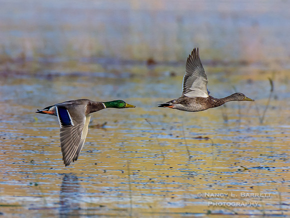 Mallards at Middle Reservoir