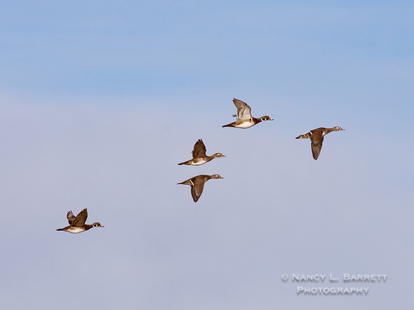 Wood Ducks over Middle Reservoir