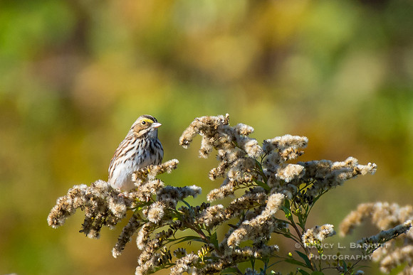 Savannah Sparrow