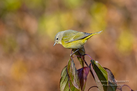 Nashville Warbler at Bafflin Sanctuary