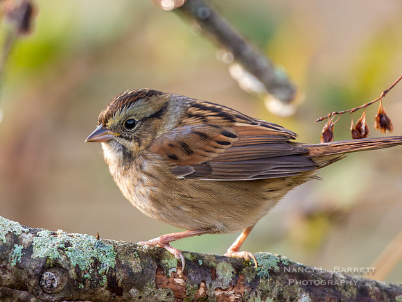 Swamp Sparrow at Bafflin Sanctuary