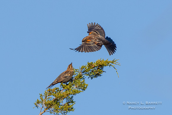 Red-winged Blackbirds