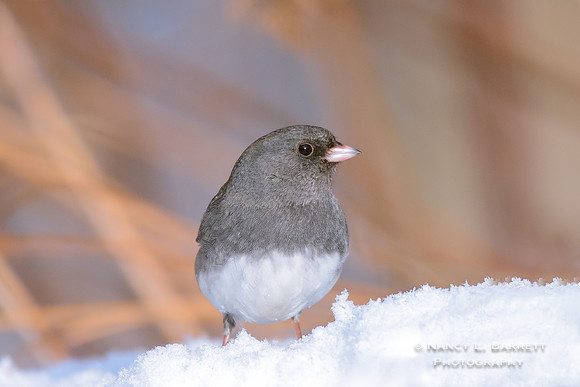 Dark-eyed Junco
