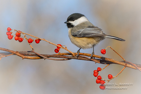 Black-capped Chickadee on Bittersweet
