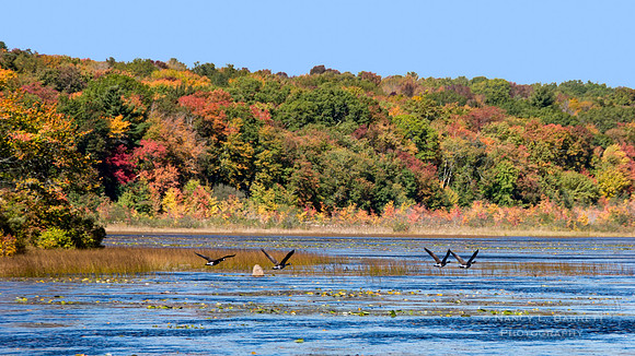 Canada Geese in Flight Middle Reservoir