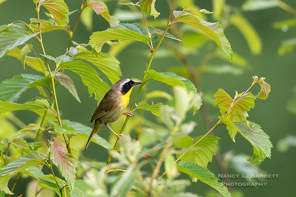 Common Yellowthroat