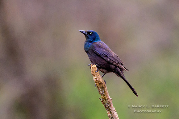 Common Grackle at Bafflin Sanctuary