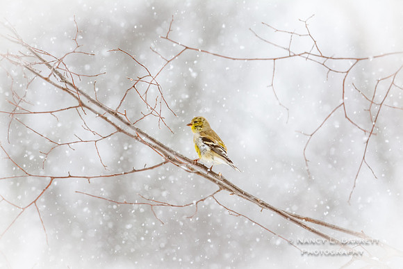 American Goldfinch on Snowy Day
