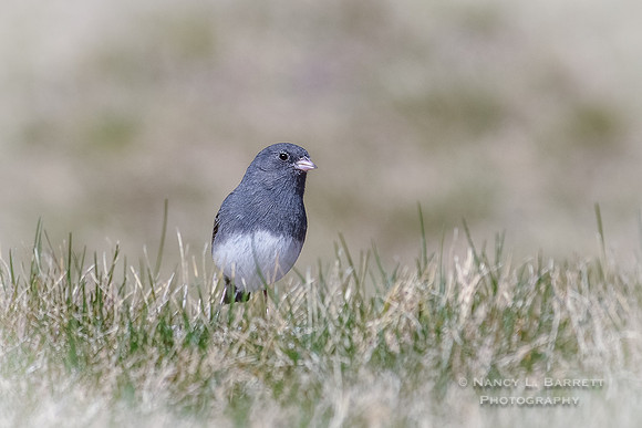 Dark-eyed Junco