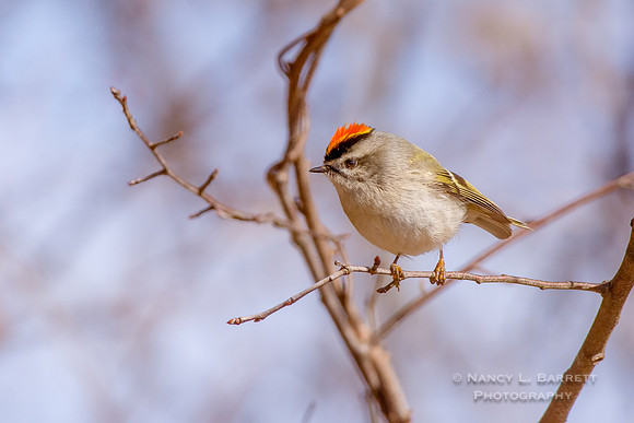 Golden-crowned Kinglet at Bafflin Sanctuary