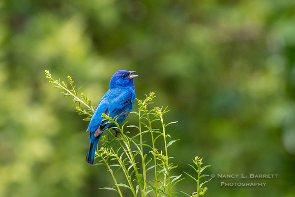 Indigo Bunting