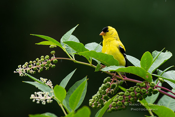 American Goldfinch on Poke Weed