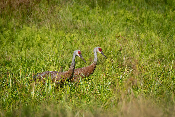 Sandhill Cranes 7