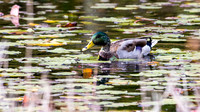 Mallard at Middle Reservoir