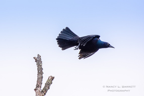 Common Grackle at Day Brook