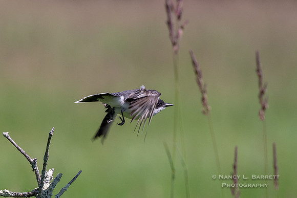 Northern Kingbird at Five Mile River