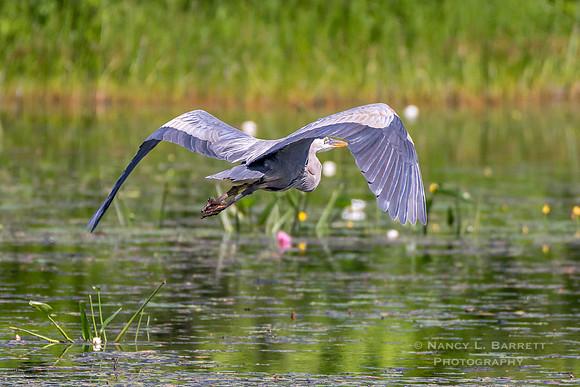 Great Blue Heron at Middle Reservoir