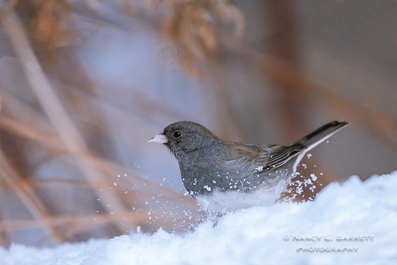 Dark-eyed Junco Kicking Up Snow