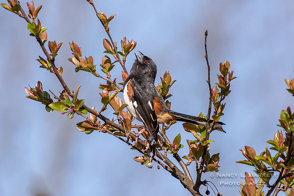 Eastern Towhee at Bafflin Sanctuary