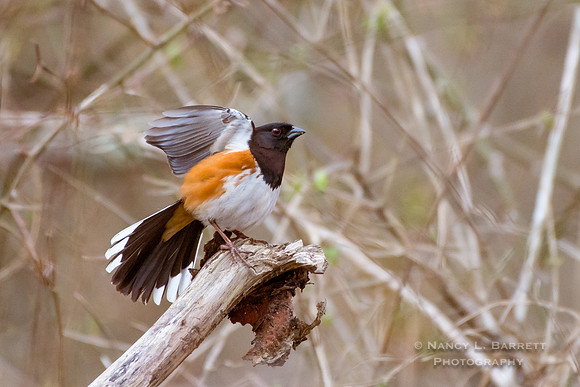 Eastern Towhee at Lyon Preserve